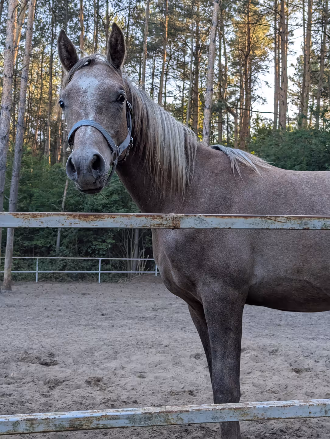 Photo of horse Pedro